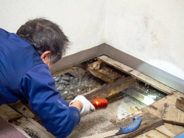 Best Best Mold Removal Companies  in Worthington, KY