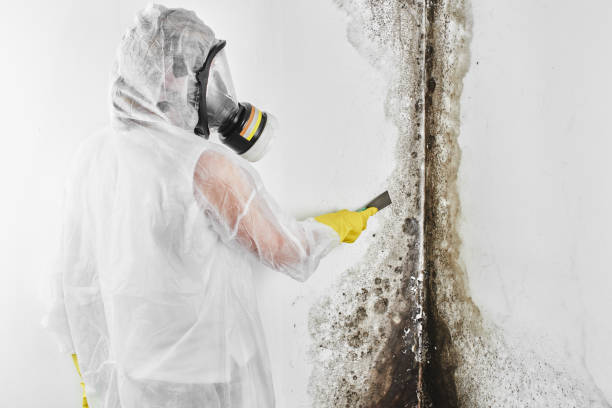Best Mold Remediation Experts  in Worthington, KY