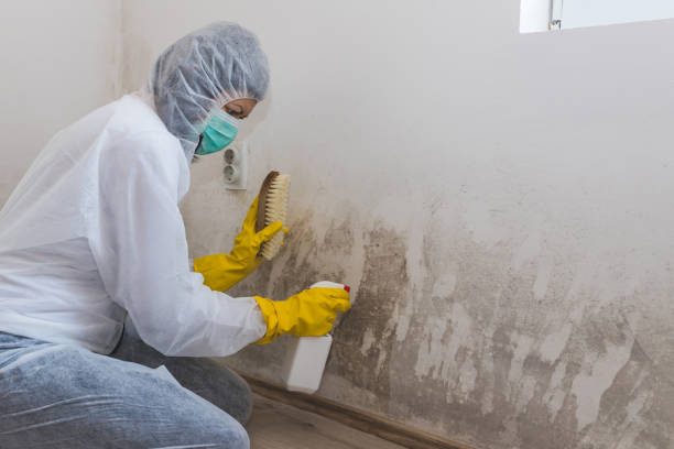 Best Emergency Mold Removal  in Worthington, KY
