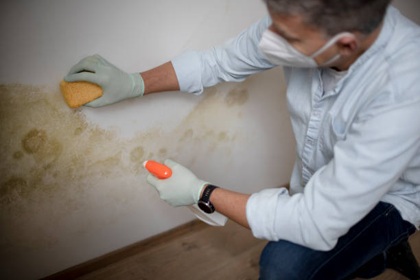 Office Mold Removal Services in Worthington, KY