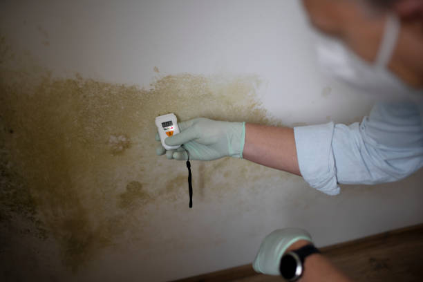 Best Home Mold Removal  in Worthington, KY