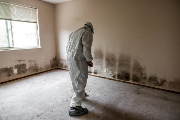 Best Mold Testing and Removal  in Worthington, KY
