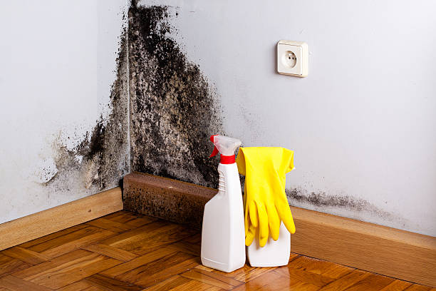 Best Professional Mold Removal  in Worthington, KY