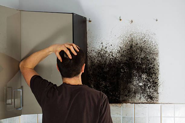 Best Affordable Mold Removal  in Worthington, KY