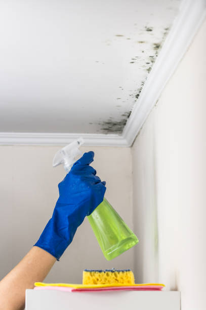 Best Mold Cleaning Services  in Worthington, KY